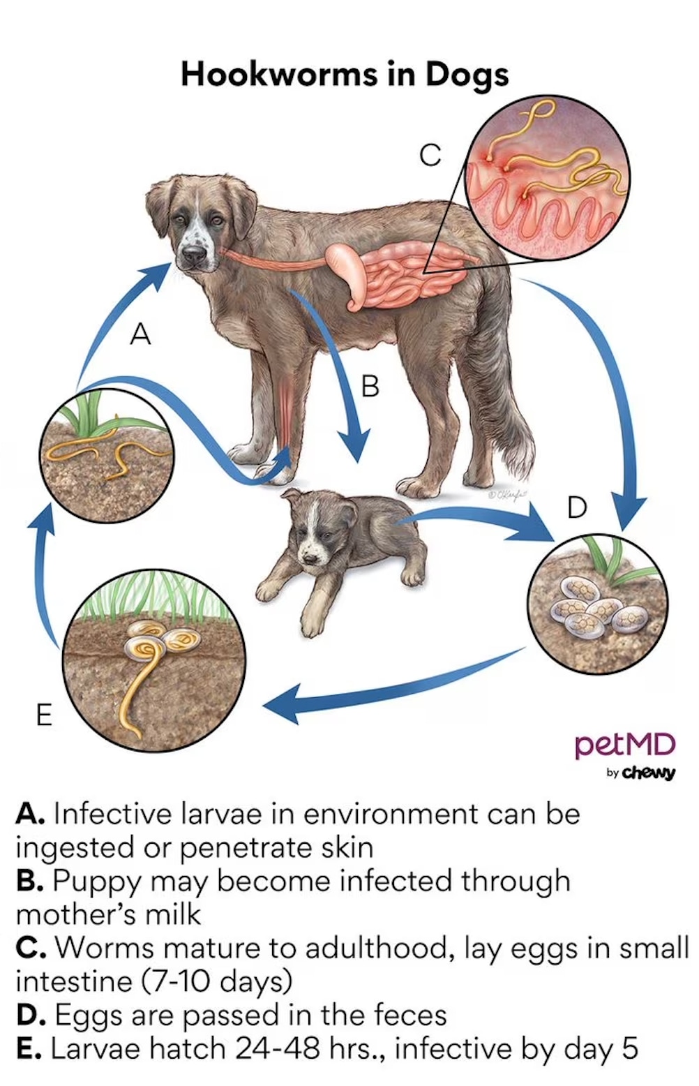 A diagram of the process of hookworms in dogs.